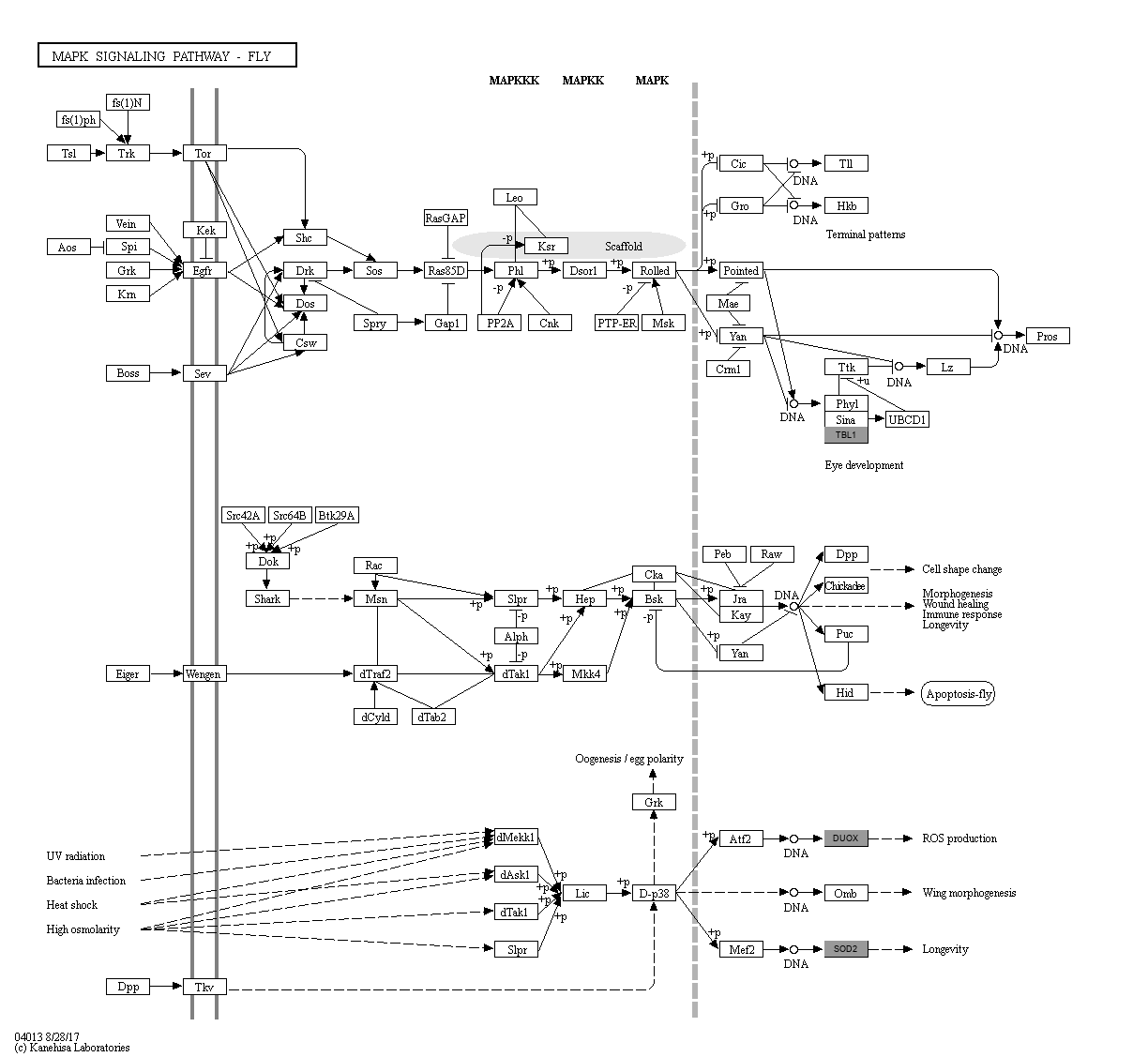 Mapk Signaling Pathway Kegg at Patrick Oala-rarua blog