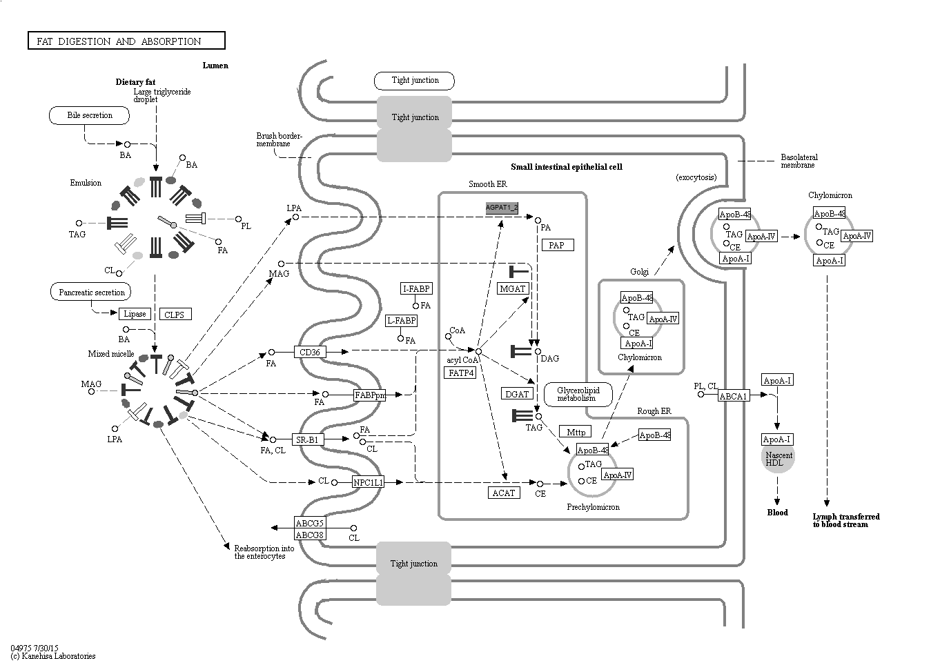 KEGG PATHWAY: Fat digestion and absorption - Reference pathway