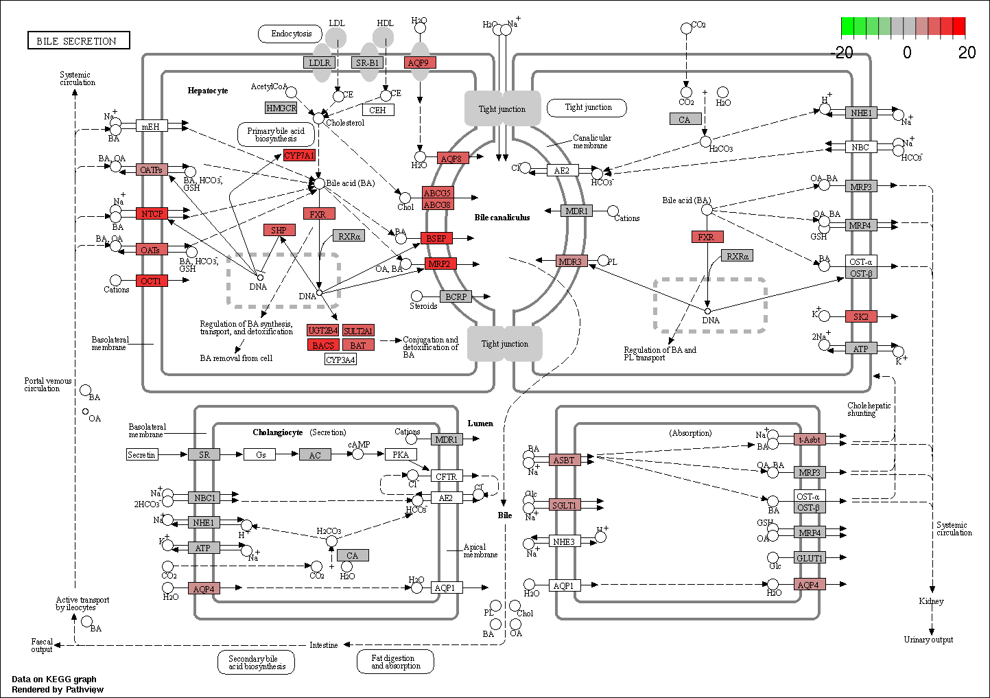 Index of /cloudir/reports/transcriptome/08.Enrich/ORA/KEGG/Category1 ...